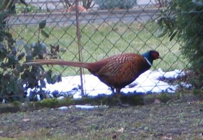 pheasant 1